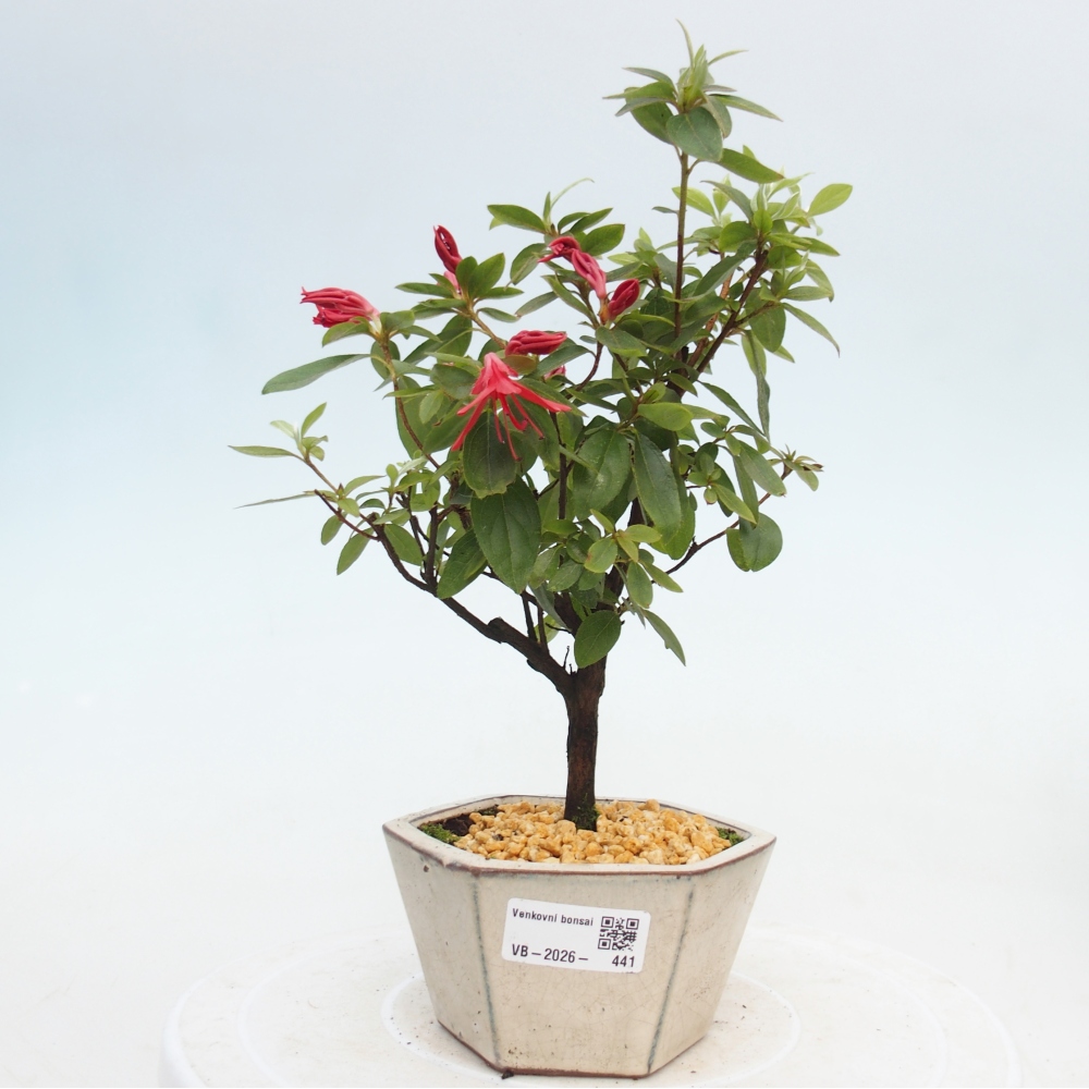 Outdoor bonsai - Japanese azalea - Azalea sp.