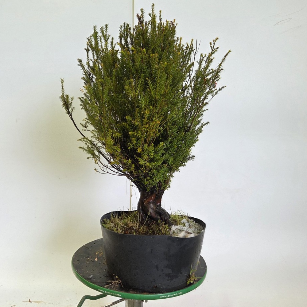 Outdoor bonsai Japanese Yew - Taxus cuspidata