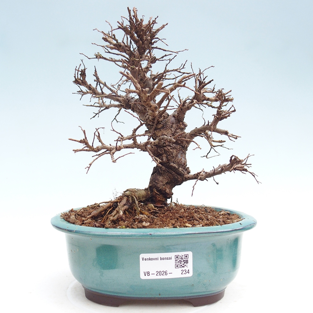 Outdoor bonsai - Zelkova - Zelkova NIRE