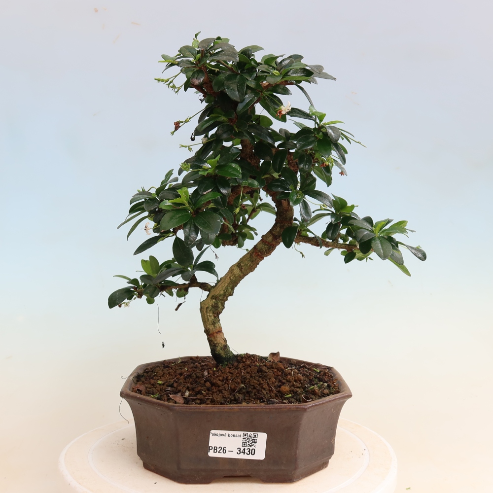 Room bonsai - Carmona macrophylla - Tea fuki