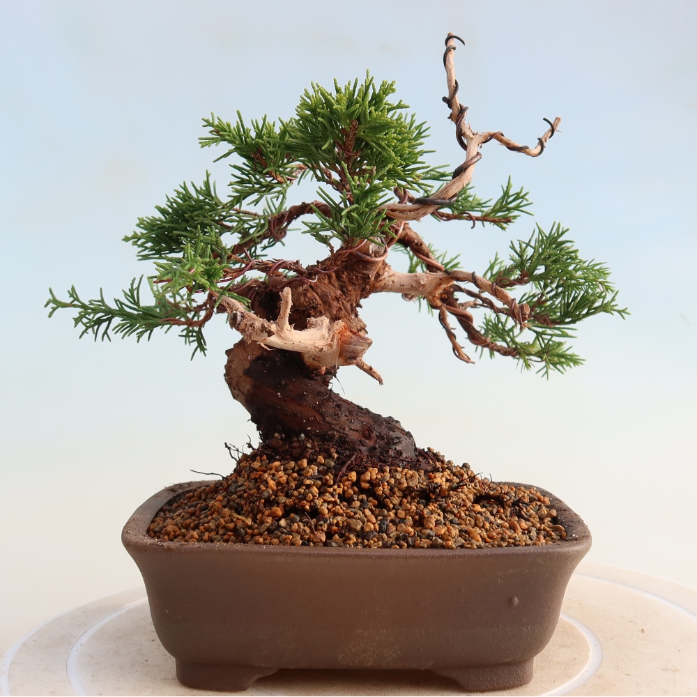 Outdoor bonsai - Juniperus chinensis Itoigawa - Chinese juniper