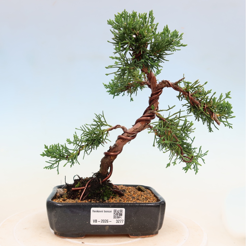 Outdoor bonsai - Juniperus chinensis Kishu