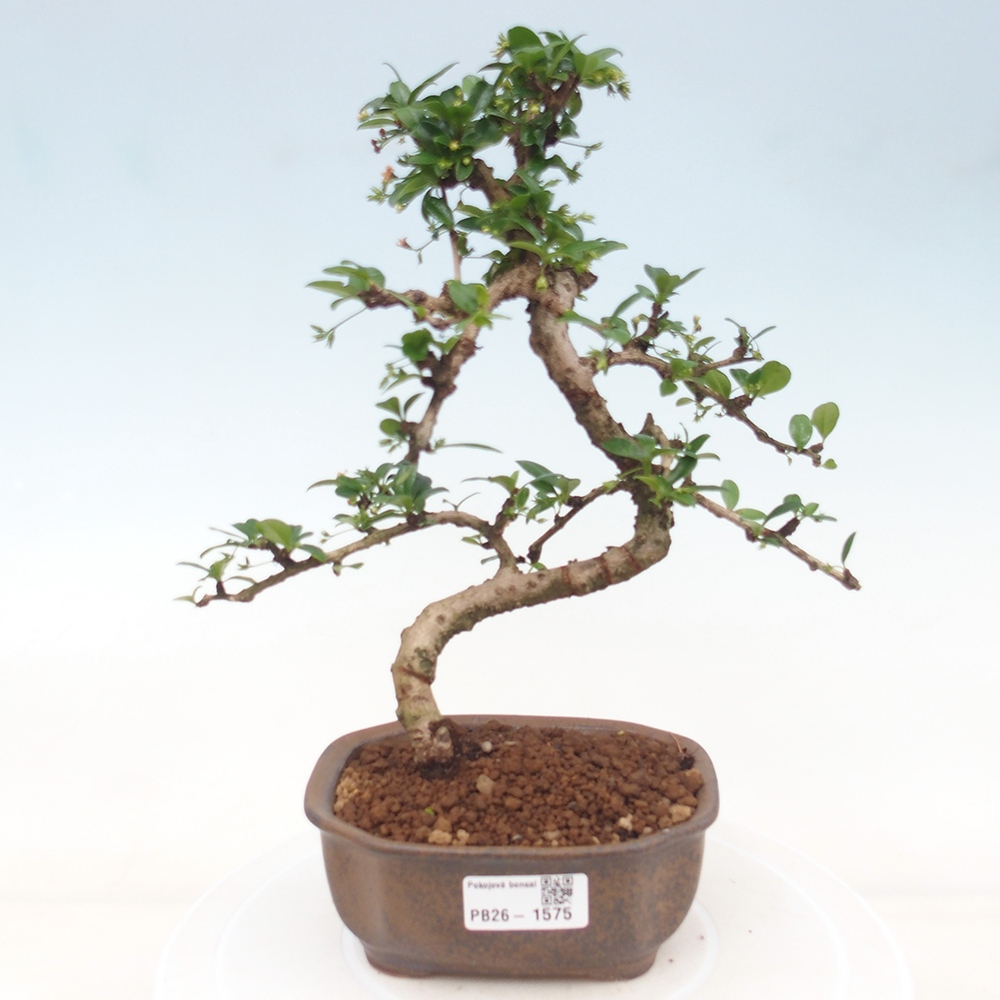 Room bonsai - Carmona macrophylla - Tea fuki