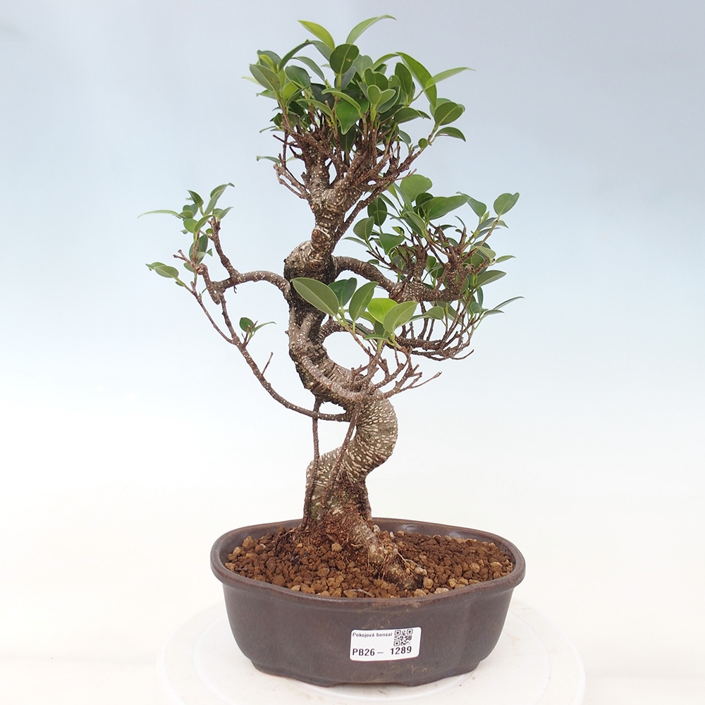 Room bonsai - Ficus retusa - small-leaved ficus