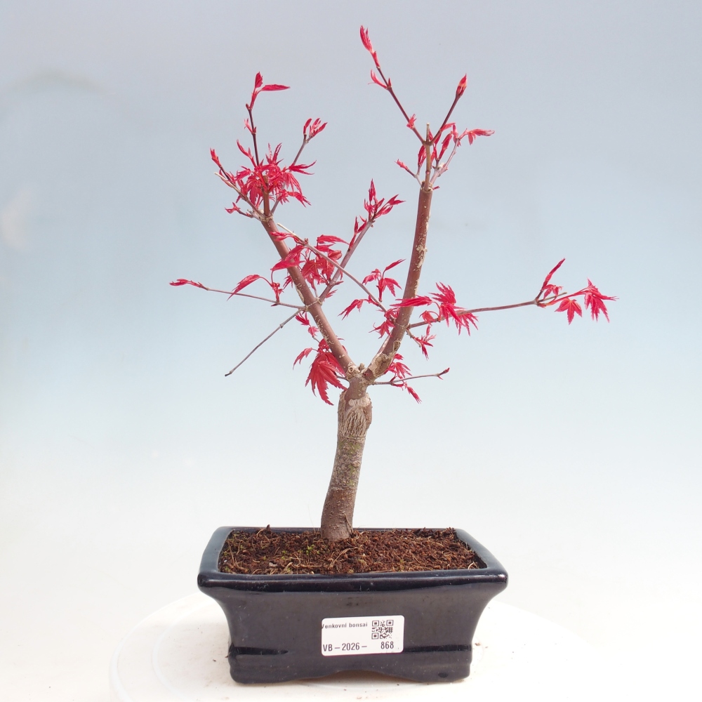 Outdoor bonsai - Acer palmatum DESHOJO