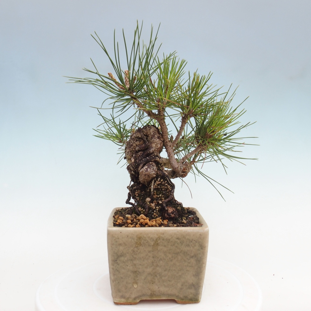 Outdoor bonsai - Pinus thunbergii - Thunbergia pine