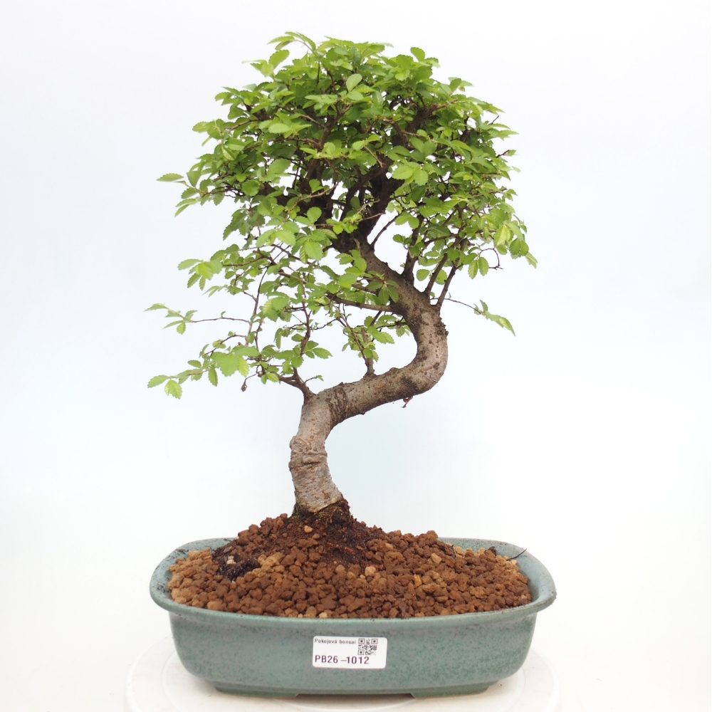 Room bonsai - Ulmus parvifolia - Small-leaved elm