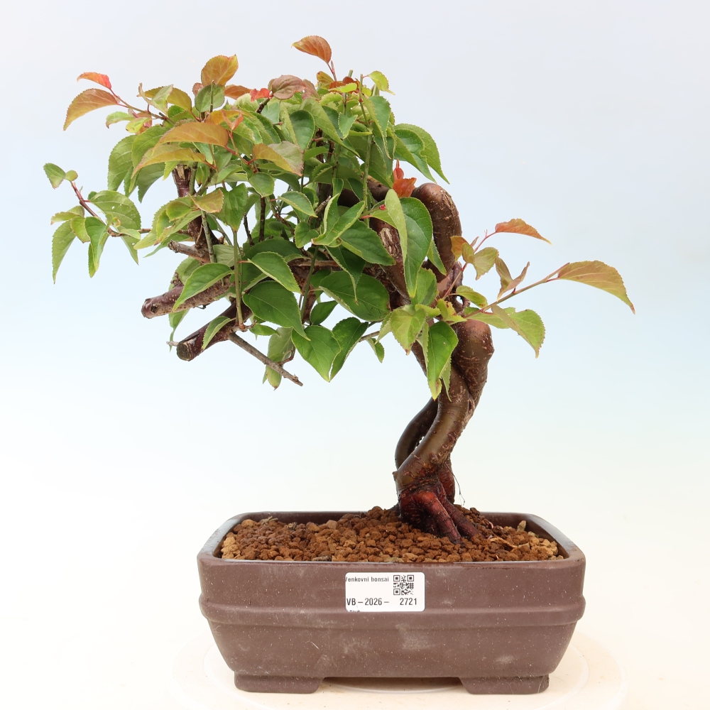 Outdoor Bonsai - Japanese Apricot - Prunus Mume