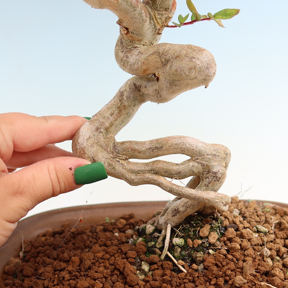 Indoor Bonsai - Lagerstroemia indica - Indian Lilac