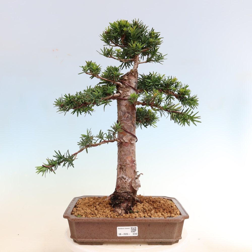 Outdoor Bonsai - Taxus cuspidata  - Japanese yew