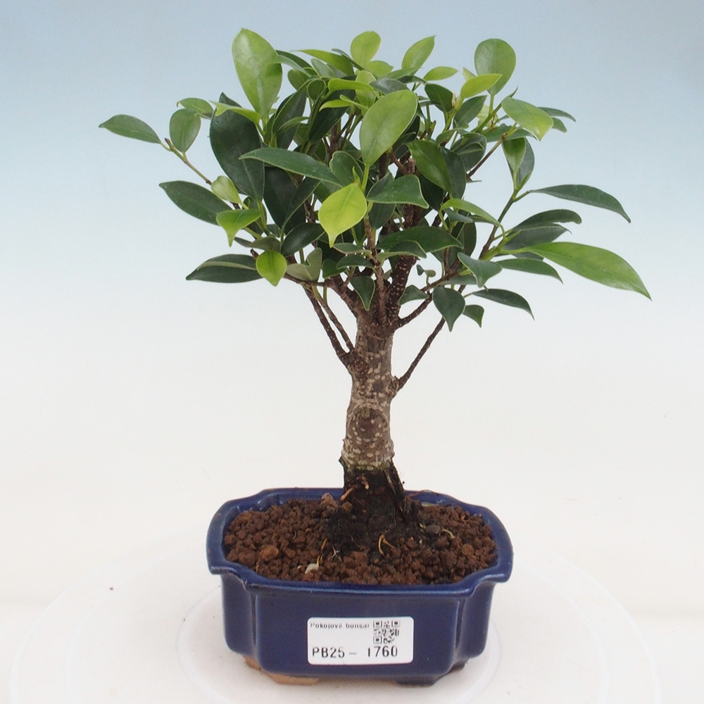 Indoor bonsai - Small-leaved ficus - Ficus kimmen