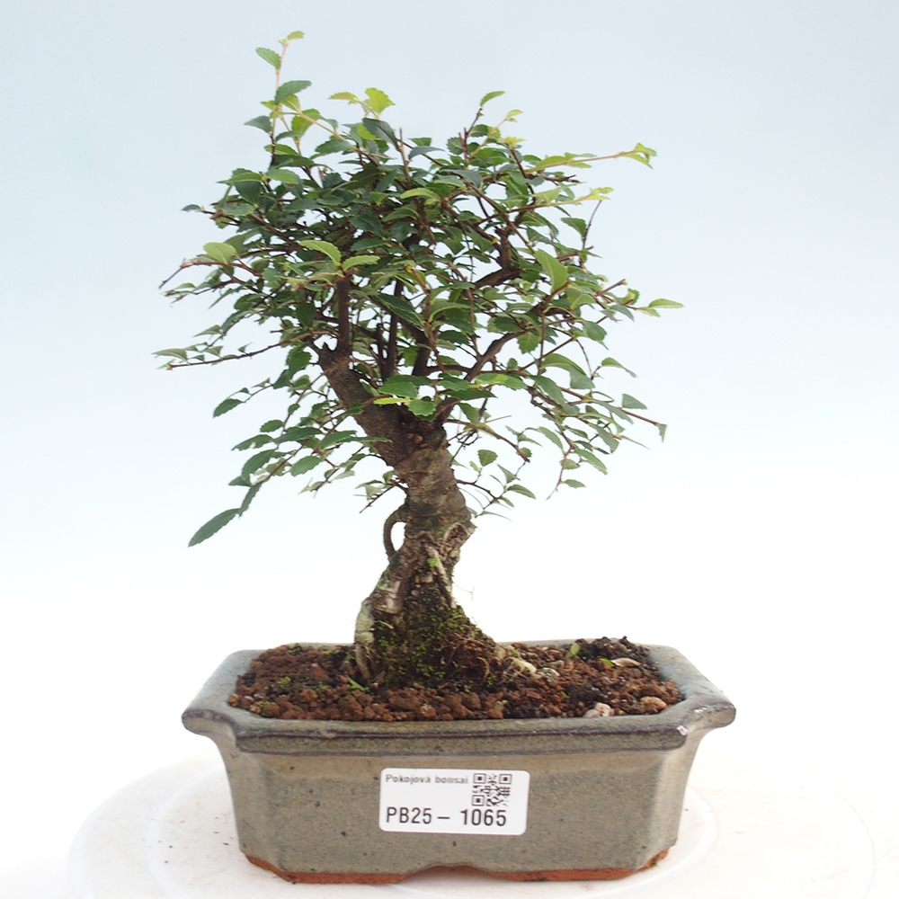 Indoor bonsai - Ulmus parvifolia - Small-leaved elm