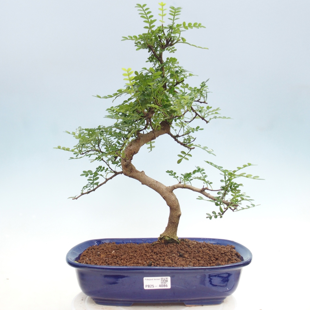Room bonsai - Zantoxylum piperitum - pepper tree
