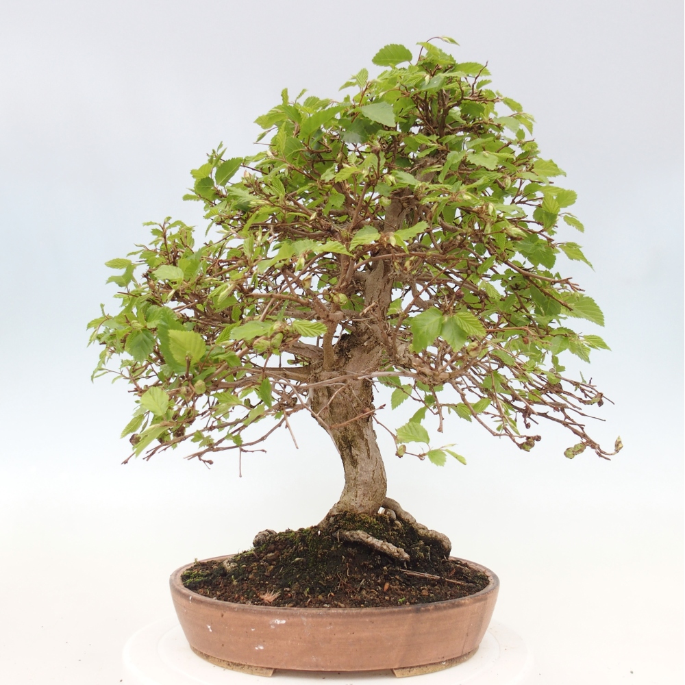 Outdoor bonsai -Carpinus CARPINOIDES - Korean Hornbeam