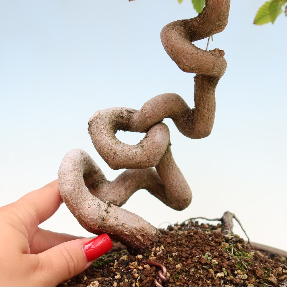 Outdoor bonsai -Carpinus coreana - Korean Hornbeam