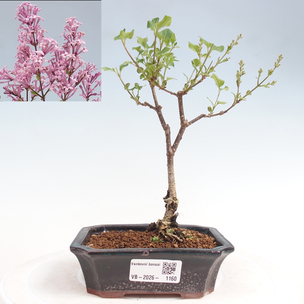 Outdoor bonsai - Syringa Meyeri Palibin - Meyer's Lilac
