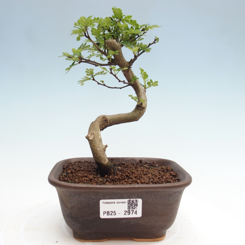 Indoor bonsai - Zantoxylum piperitum - Peppermint