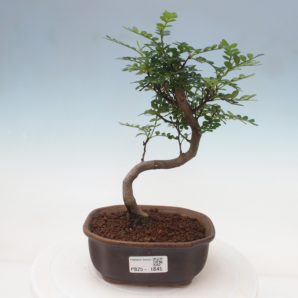 Indoor bonsai - Zantoxylum piperitum - Peppermint
