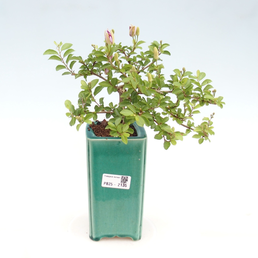 Indoor bonsai - Grewia occidentalis - Lavender star