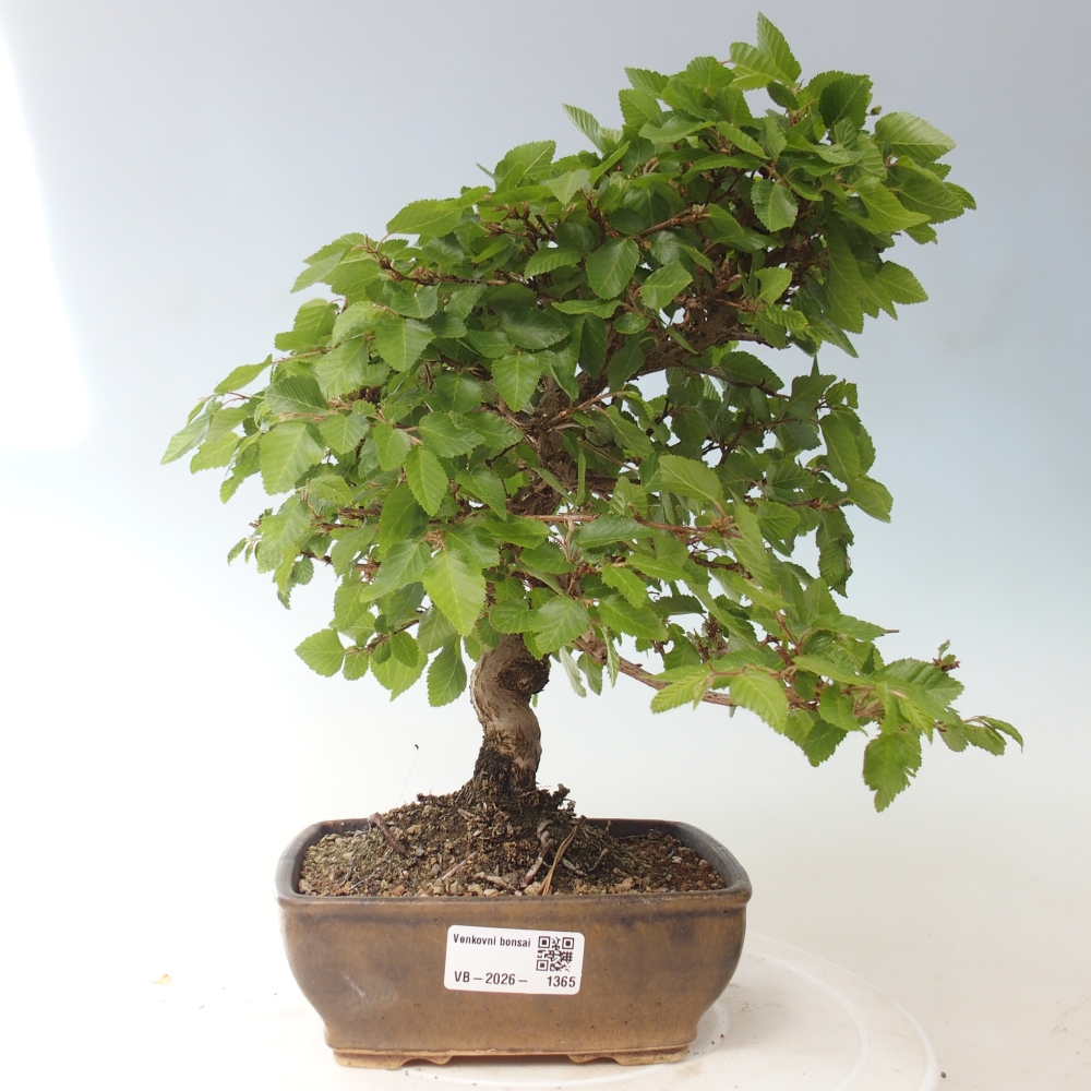Outdoor bonsai -Carpinus CARPINOIDES - Korean Hornbeam