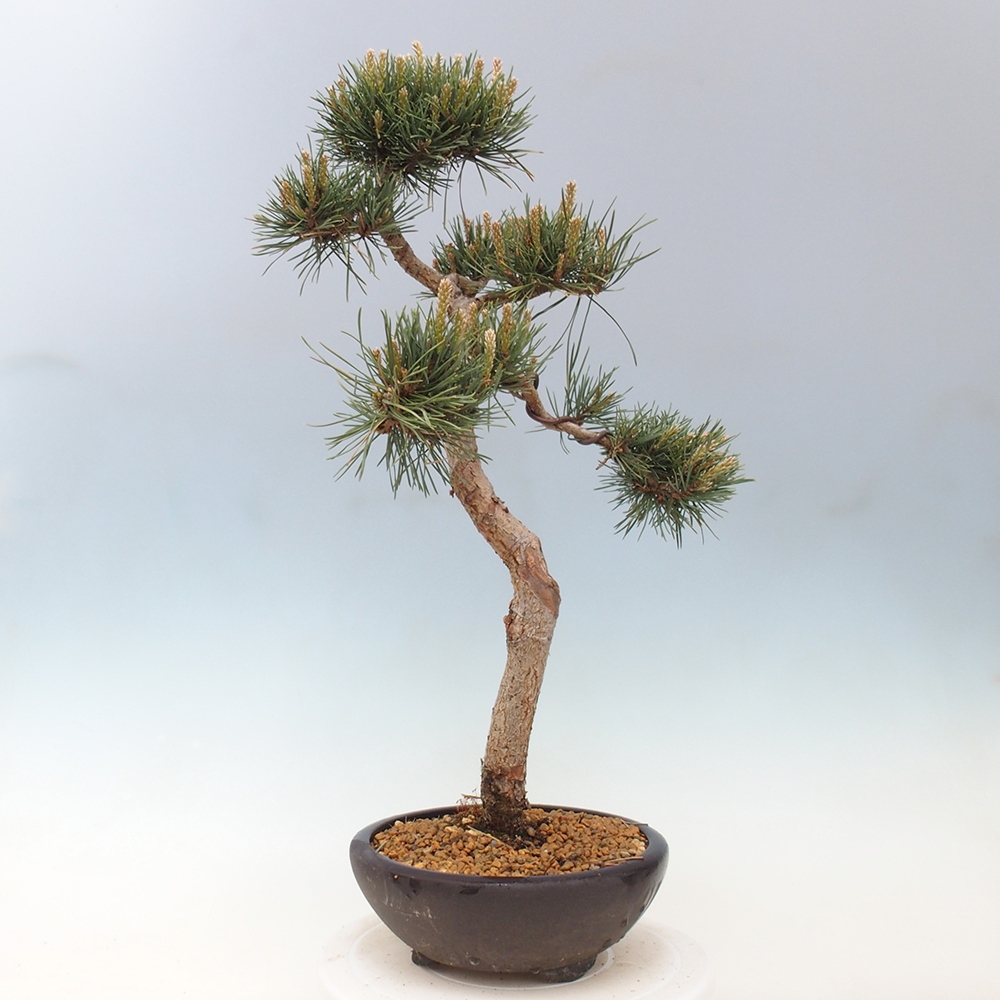 Outdoor bonsai - Pinus Sylvestris - Scots pine