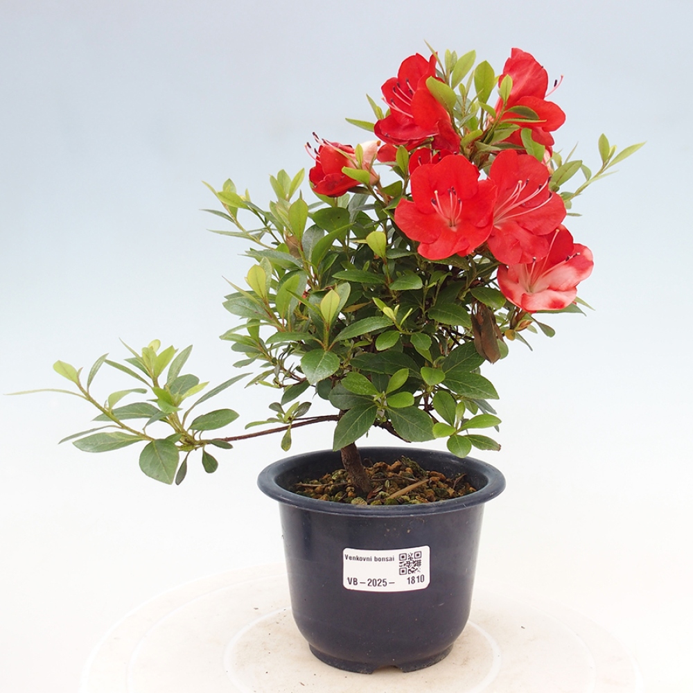 Outdoor bonsai - Japanese azalea - Azalea Benibeni