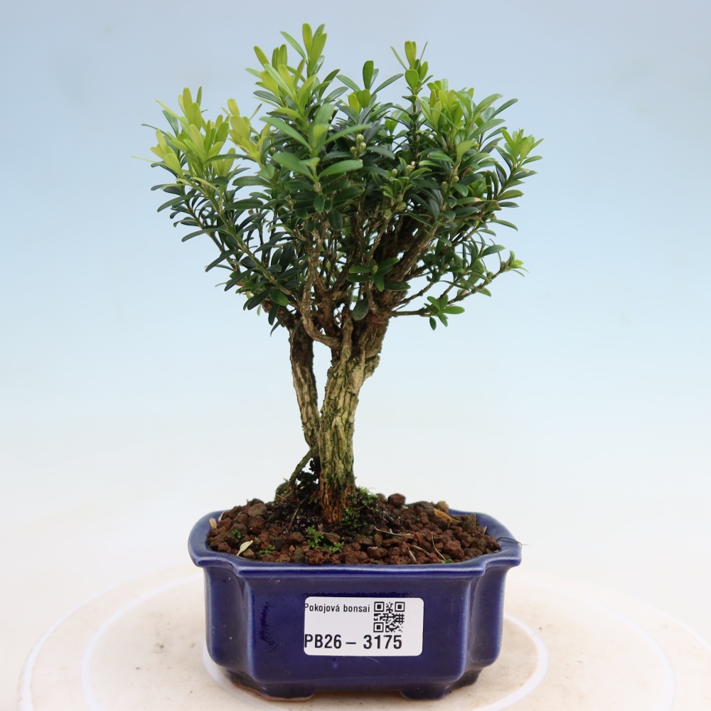 Room bonsai - Buxus harlandii - cork buxus