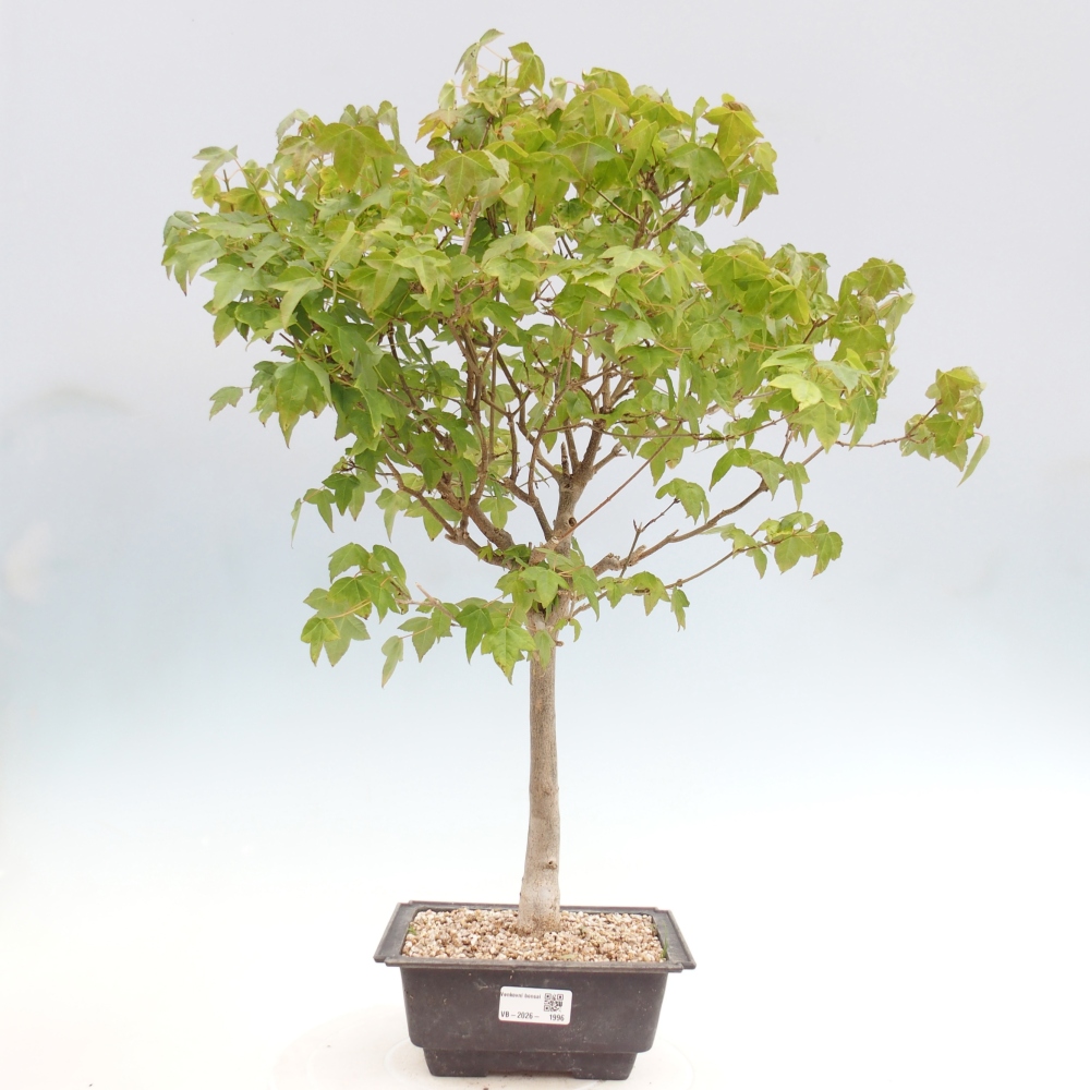 Outdoor bonsai - Acer Buergerianum - Burger Maple