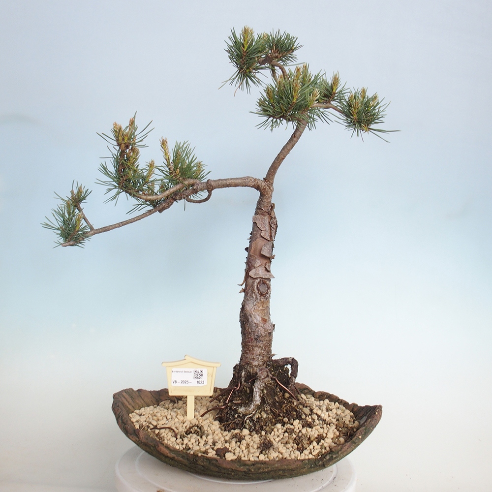Outdoor bonsai - Pinus Sylvestris - Scots pine