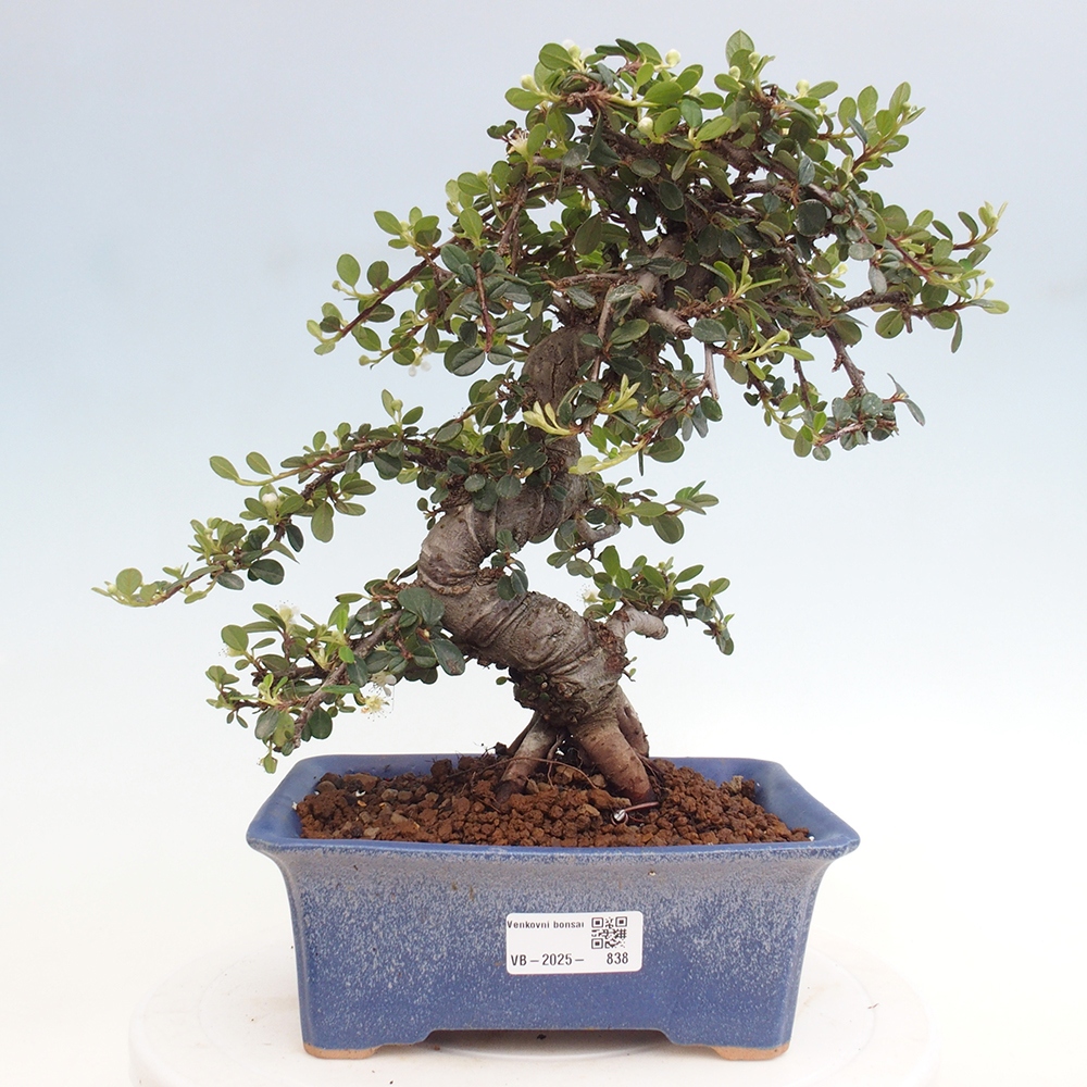 Outdoor bonsai-Cotoneaster dammeri - Rock Damer