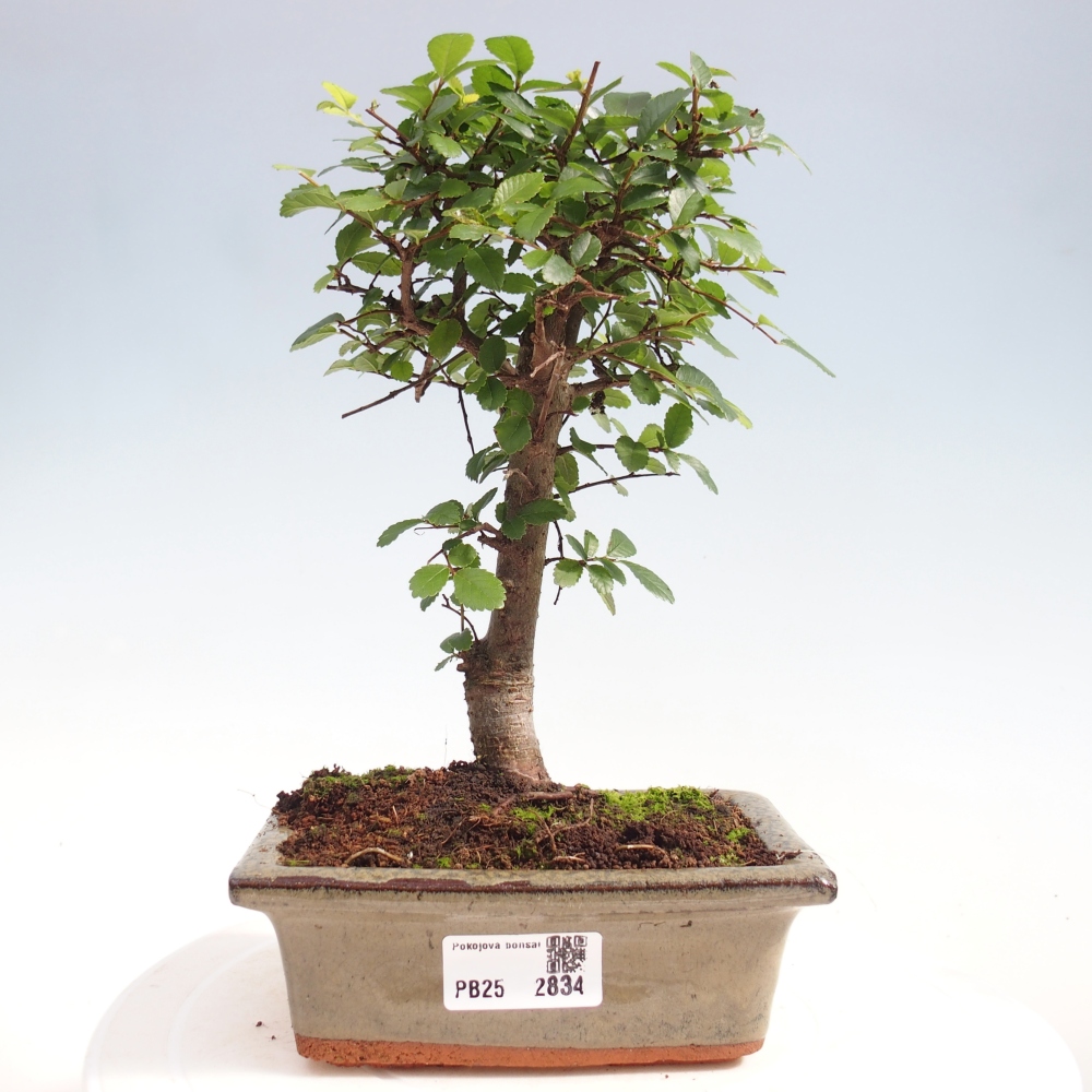 Indoor bonsai - Ulmus parvifolia - Small-leaved elm