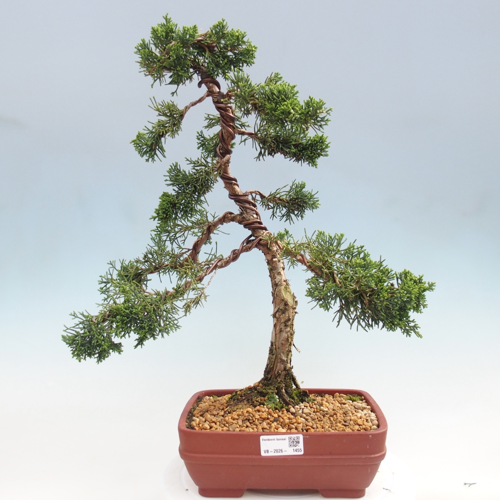 Outdoor bonsai - Juniperus chinensis Kishu
