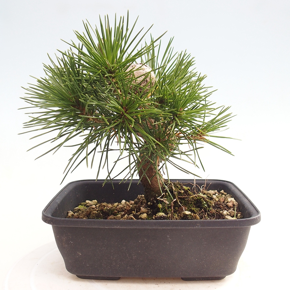 Outdoor bonsai - Pinus thunbergii - Thunberg pine