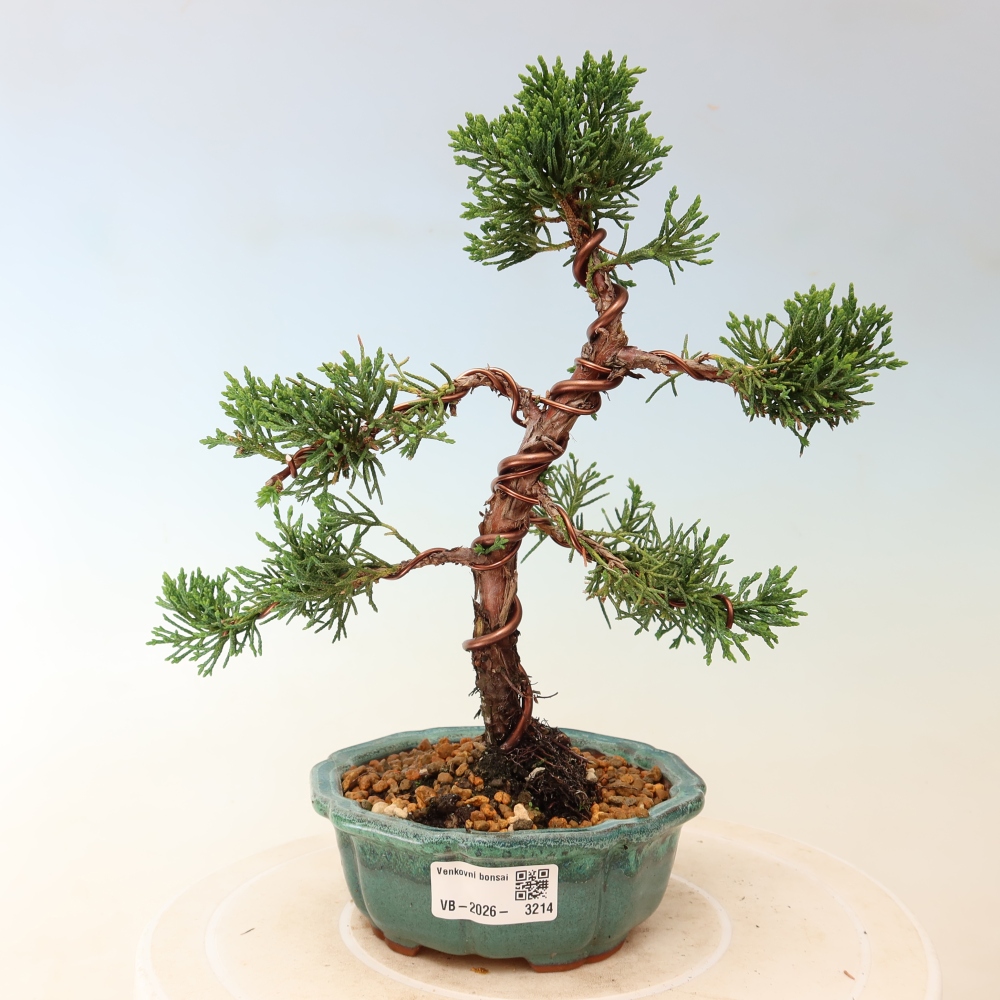 Outdoor bonsai - Juniperus chinensis Kishu