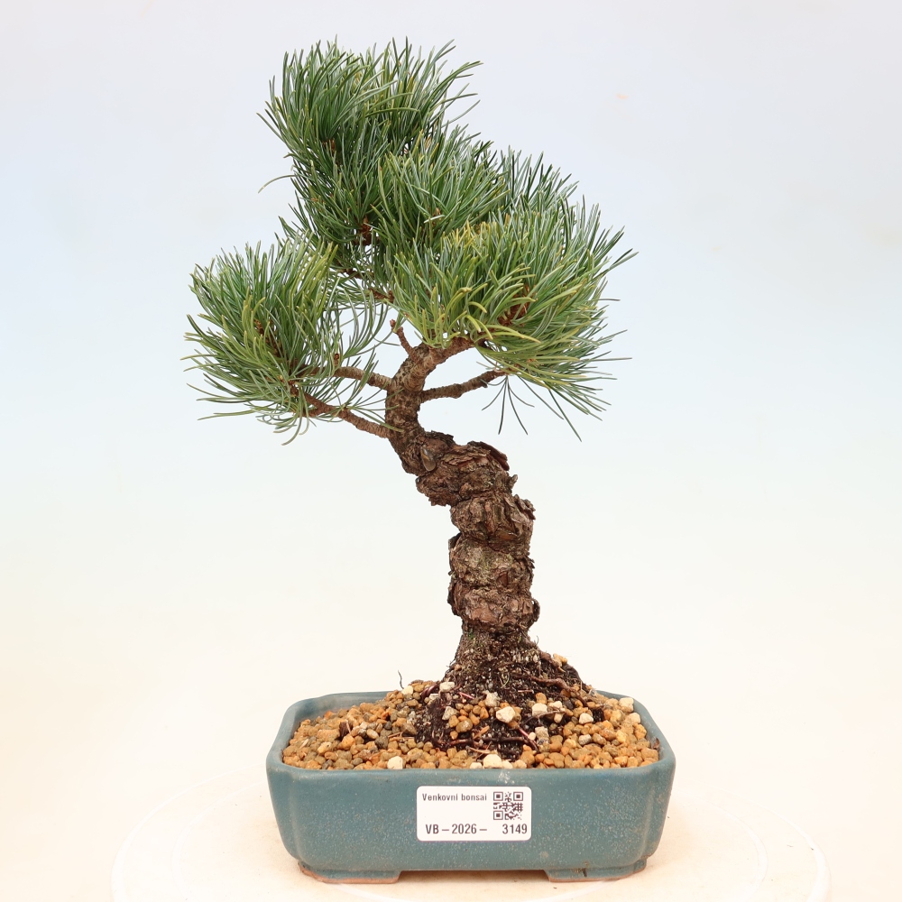 Outdoor bonsai - Pinus parviflora - Pinus parviflora