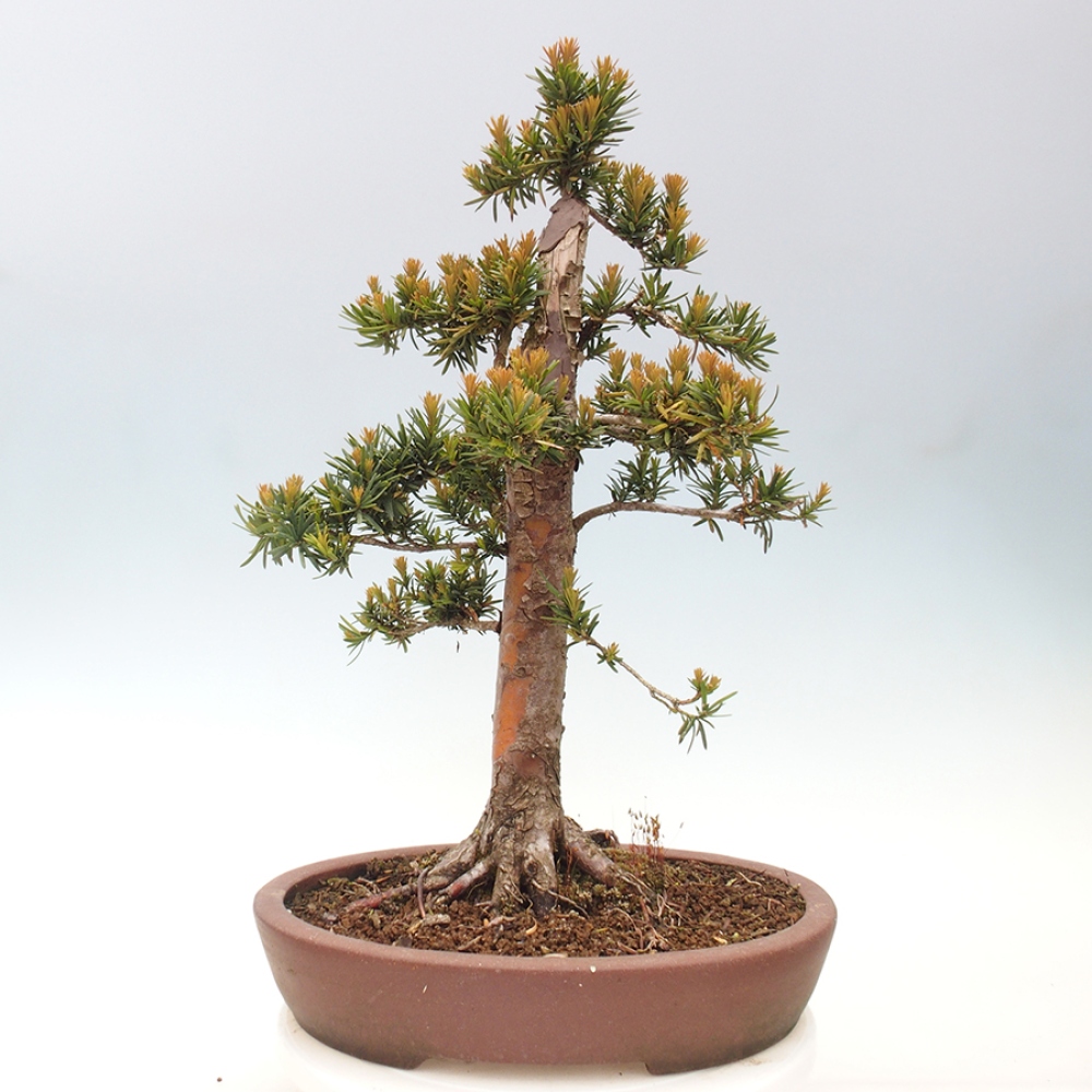 Outdoor bonsai - Taxus cuspidata - Japanese yew