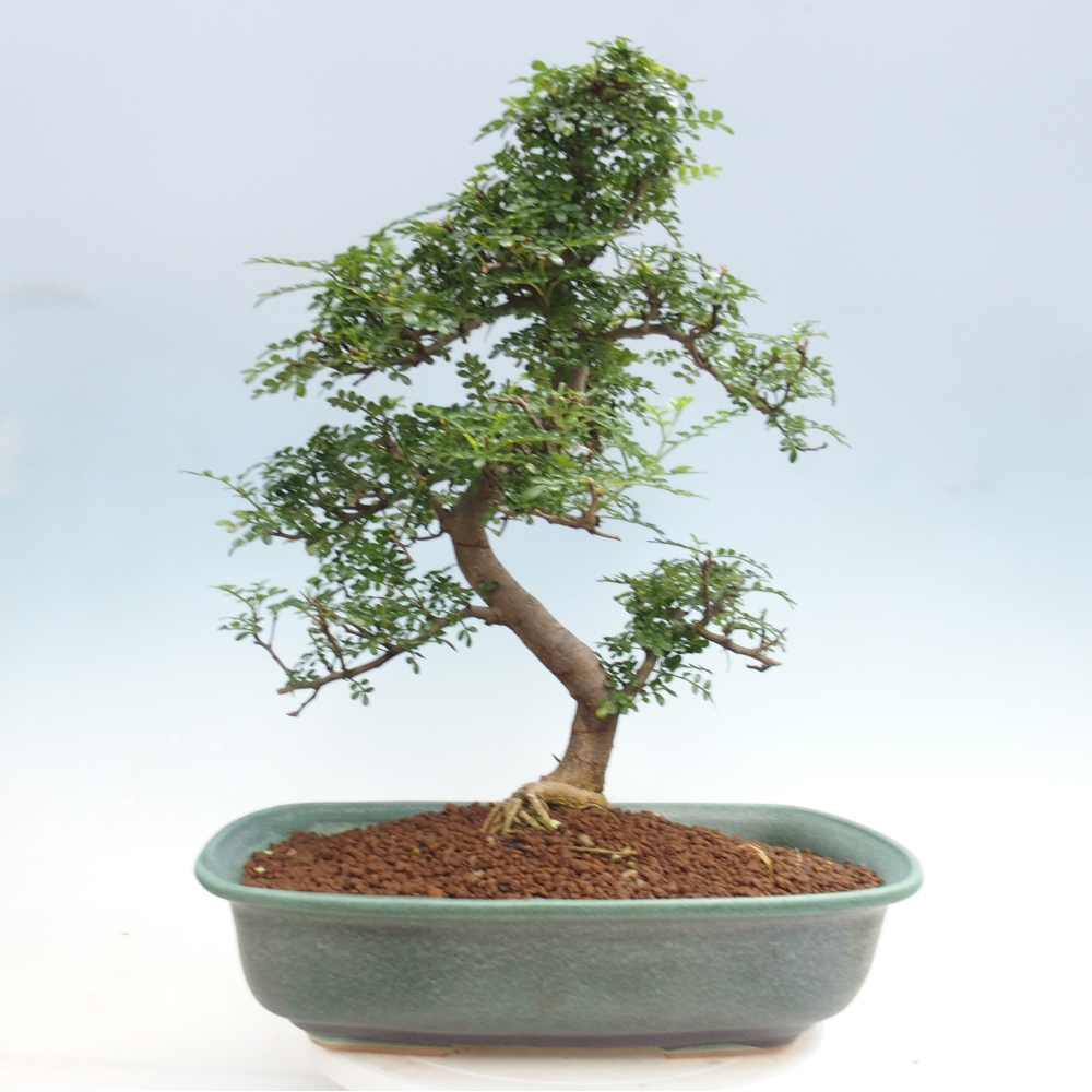 Room bonsai - Zantoxylum piperitum - pepper tree