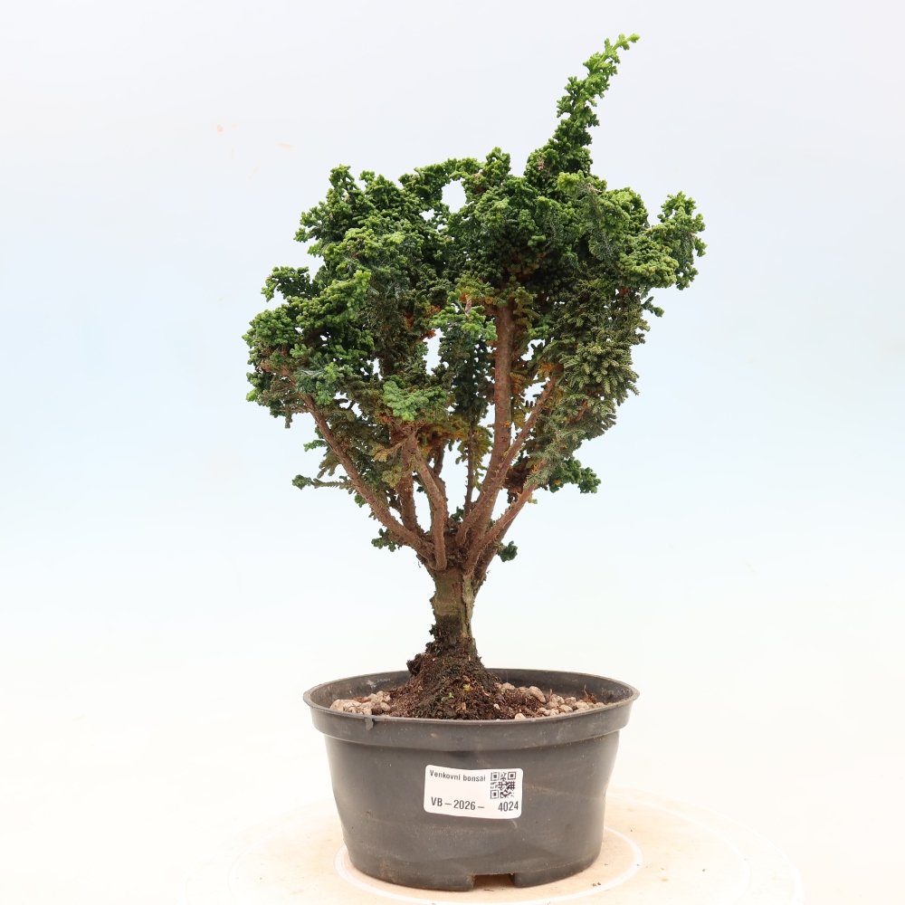 Outdoor bonsai - Cham. obtusa SEKKA HINOKI - Cypress