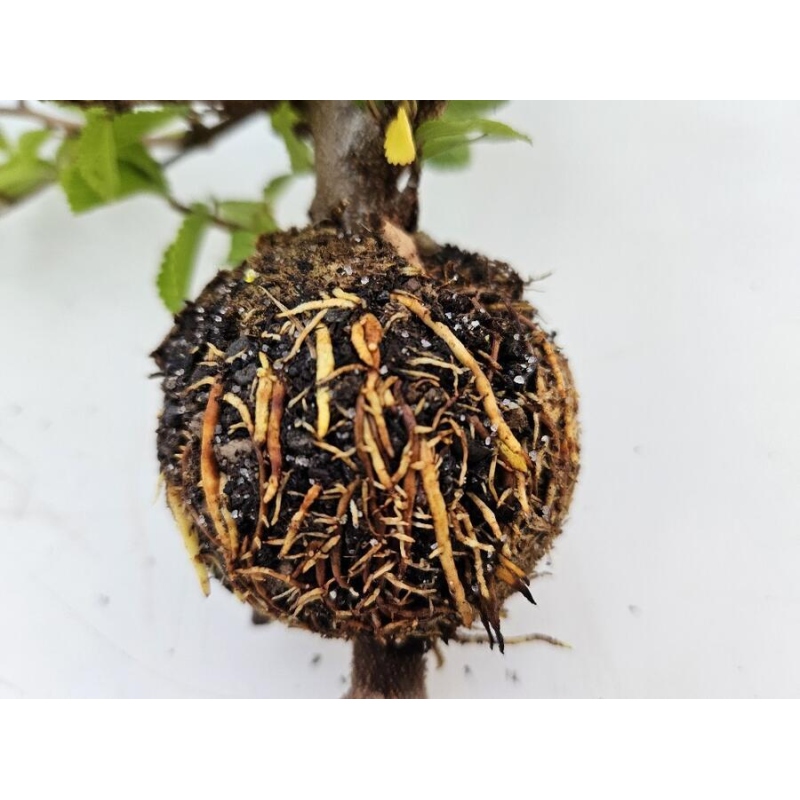 Spheres 8 cm transparent 10 pcs