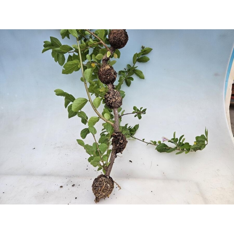 Spheres 8 cm transparent 10 pcs