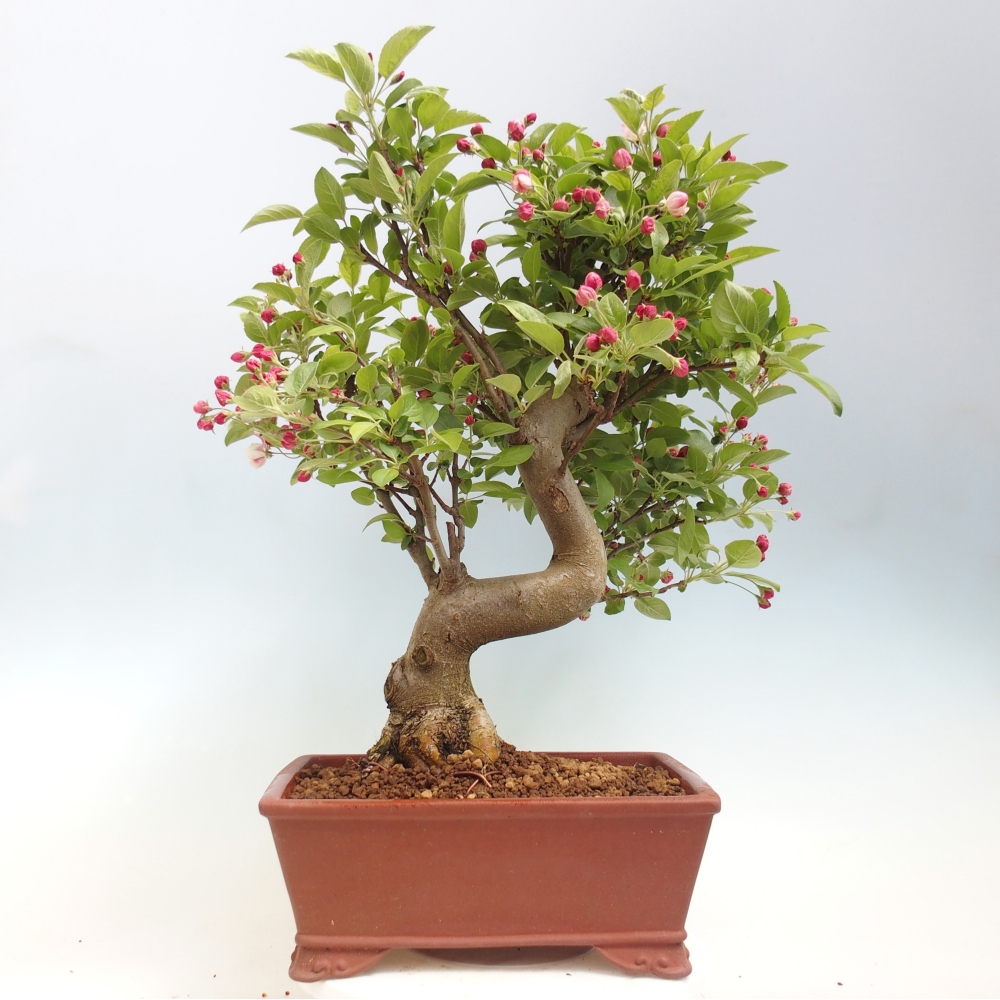 Outdoor bonsai -Malus halliana - Small-fruited apple tree