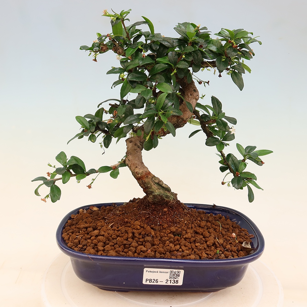 Room bonsai - Carmona macrophylla - Tea fuki