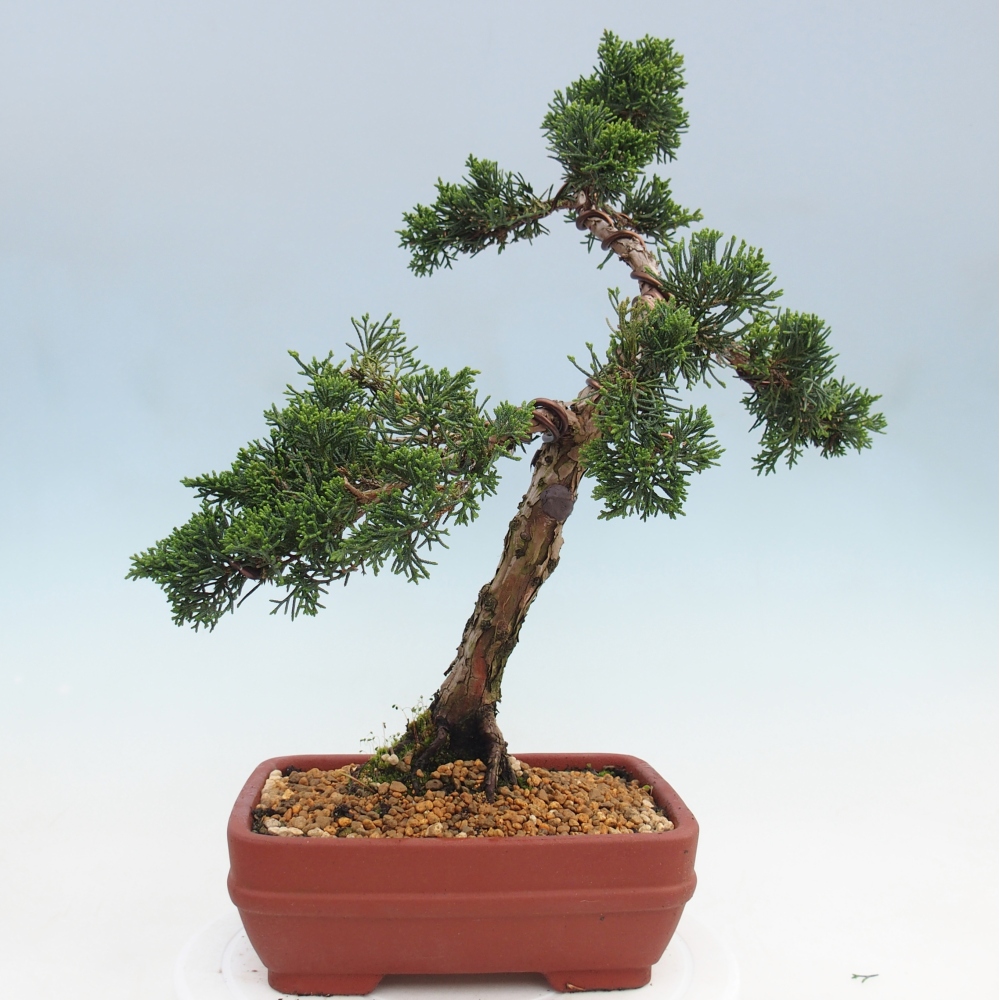 Outdoor bonsai - Juniperus chinensis Kishu
