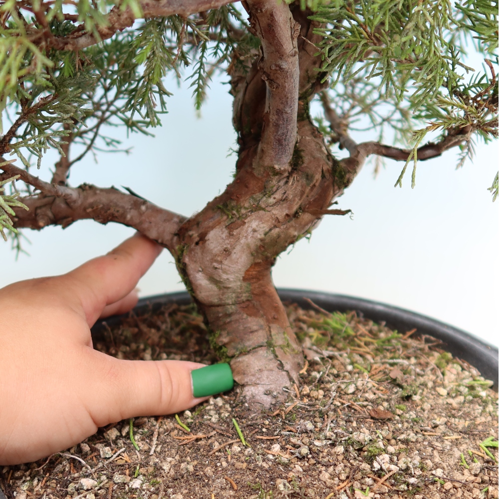 Outdoor Bonsai - Juniperus chinensis Itoigawa - Chinese Juniper