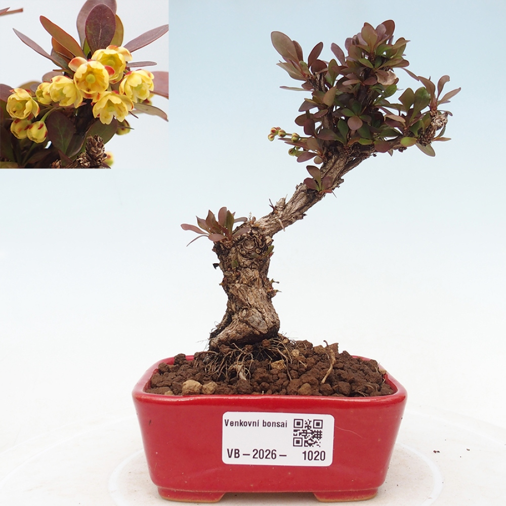 Outdoor bonsai - Berberis Thunbergii Bagatelle