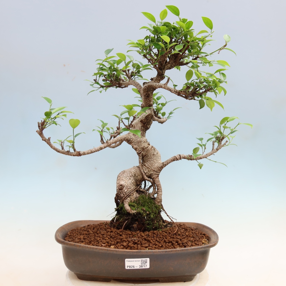 Room bonsai - Ficus kimmen - small-leaved ficus