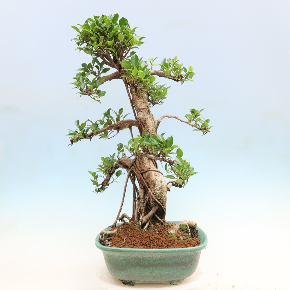 Room bonsai - Ficus kimmen - small-leaved ficus