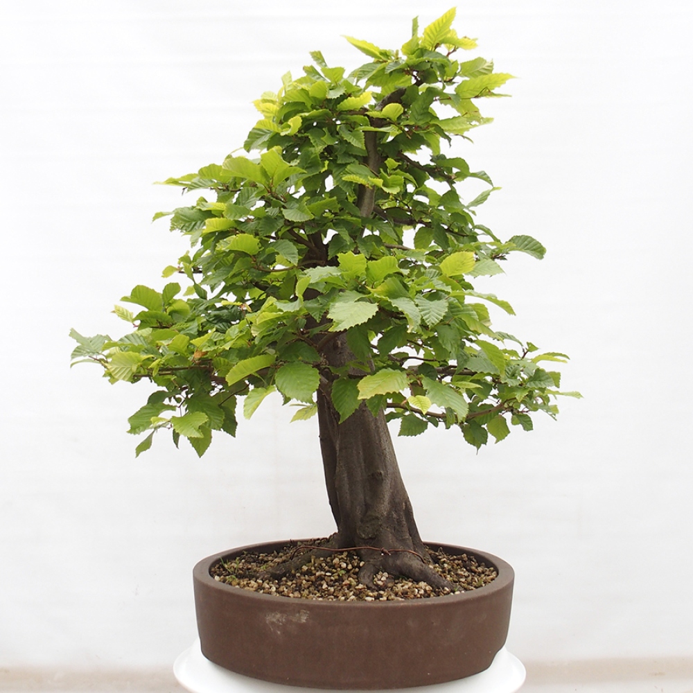 Outdoor bonsai - Hornbeam - Carpinus betulus