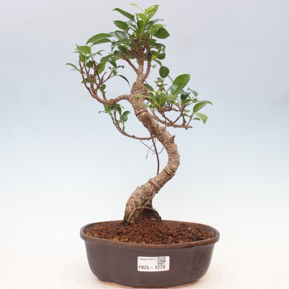 Indoor bonsai - Ficus retusa - small ficus