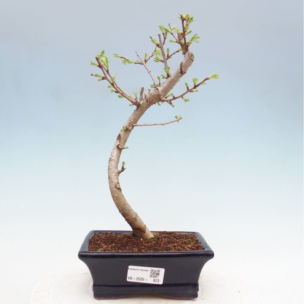 Outdoor bonsai -Pseudolarix amabis-Pseudolarix amabis